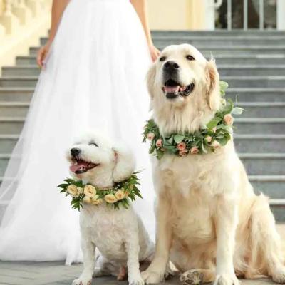 Happy Dogs Wearing Floral Garlands In Front Of Bride White Wedding Dress