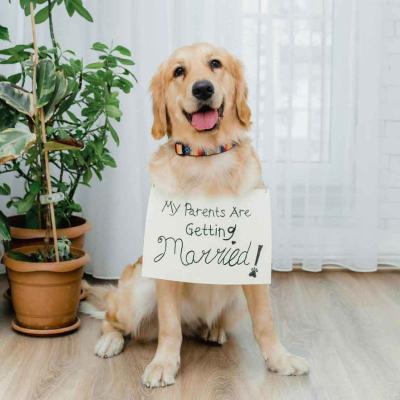 My parents are getting married!