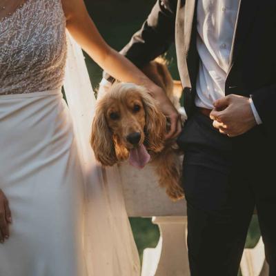 Wedding Day Bride Groom Dog