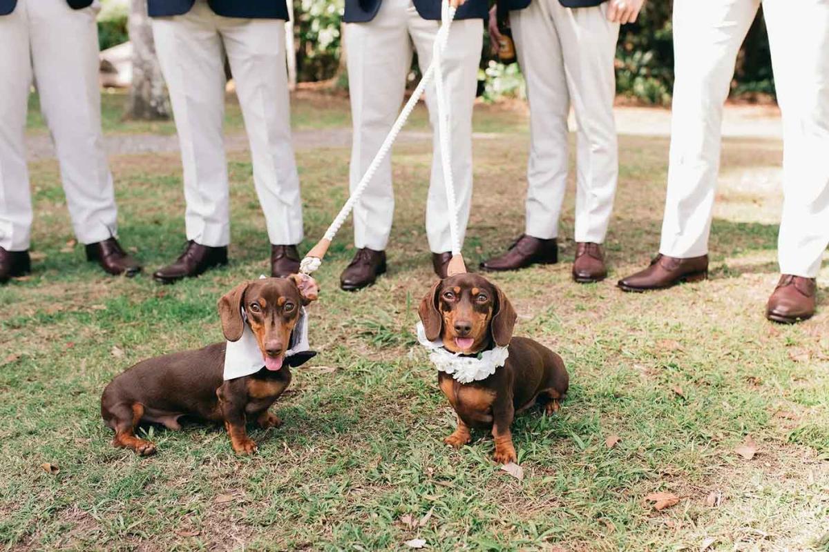 The-Acre-Boomerang-Hills-dog-friendly-wedding-venue-Gold-Coast-Hinterland-01