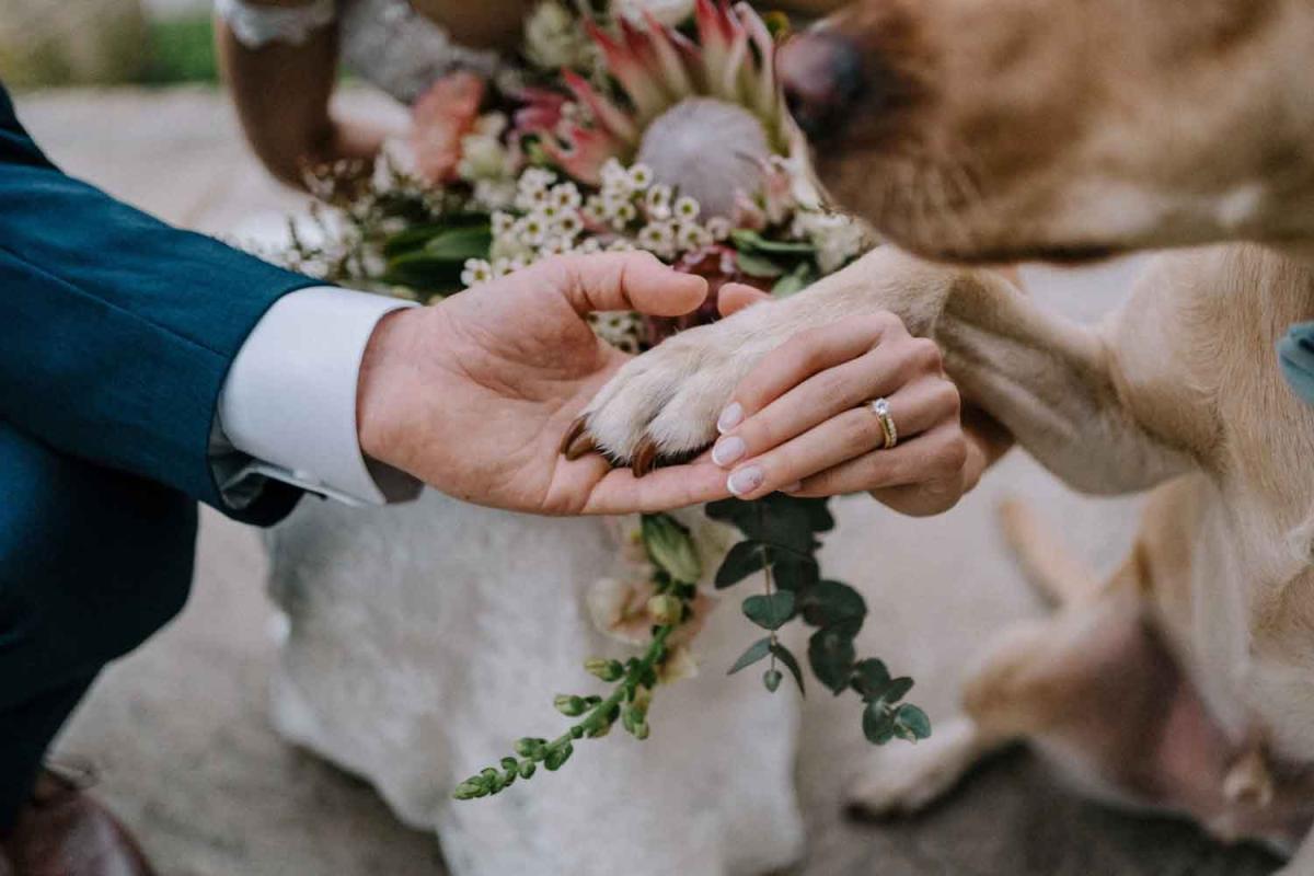 Love With Paws - wedding dog chaperone Nowra