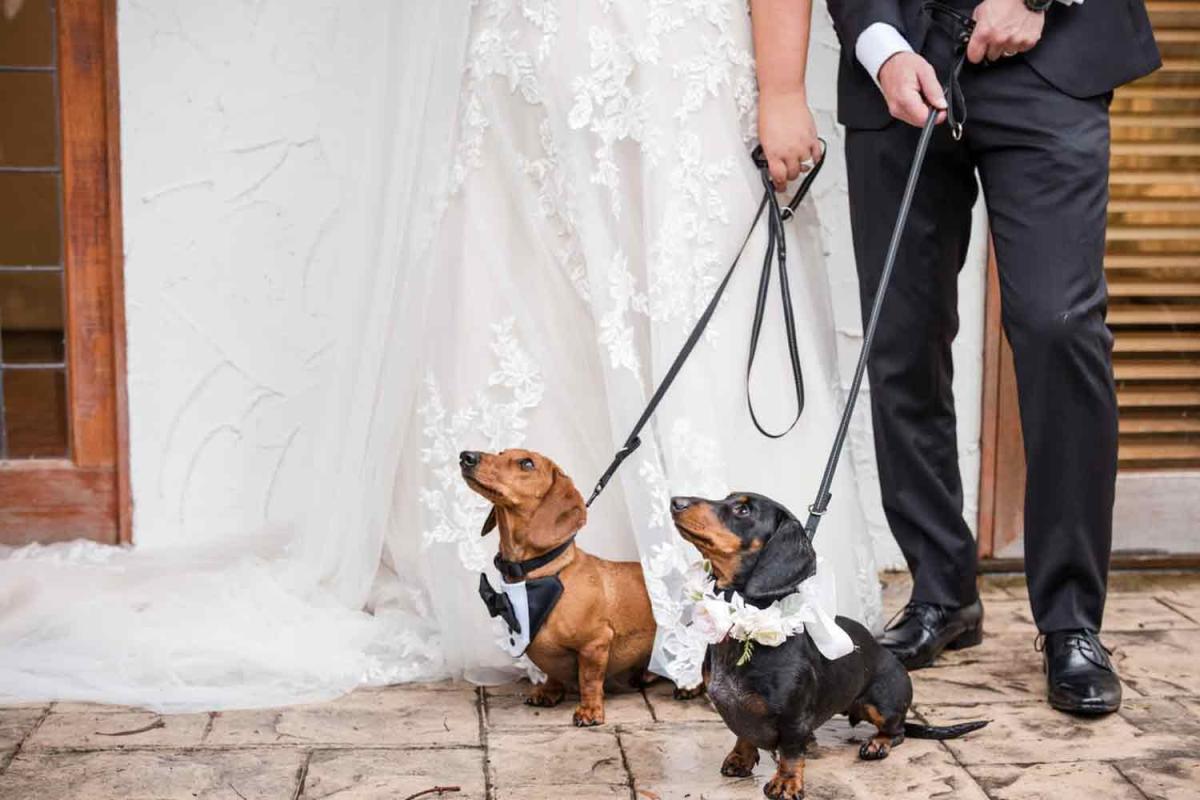 Potters Receptions - dog-friendly wedding venue Yarra Valley Dandenong Ranges