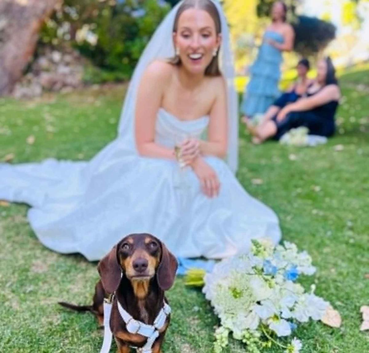 Gypsea Tails - wedding dog sitter Margaret River