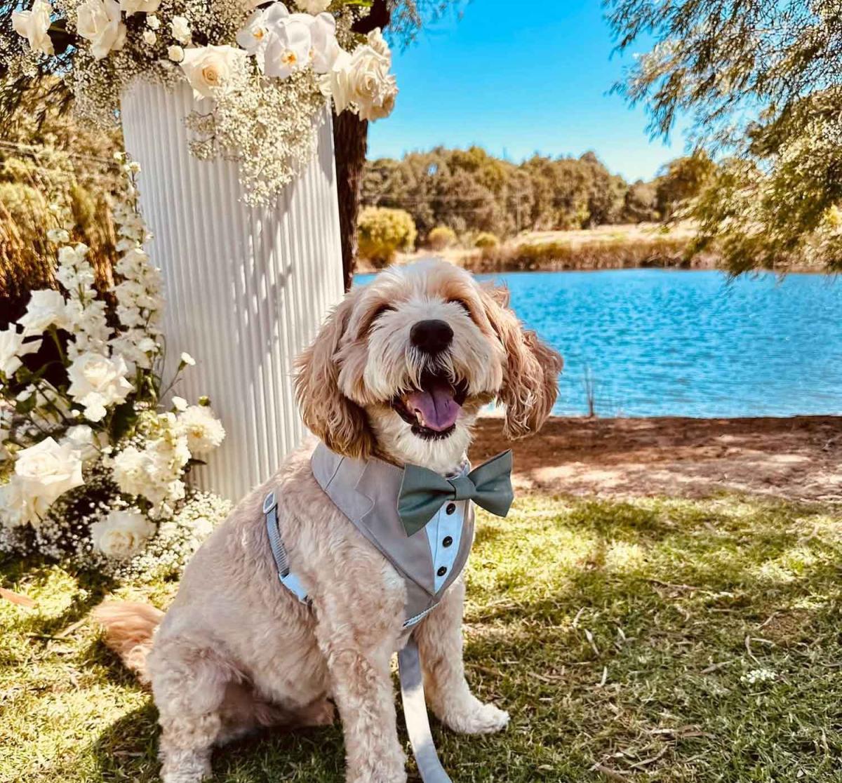 Gypsea Tails - wedding dog sitter Margaret River