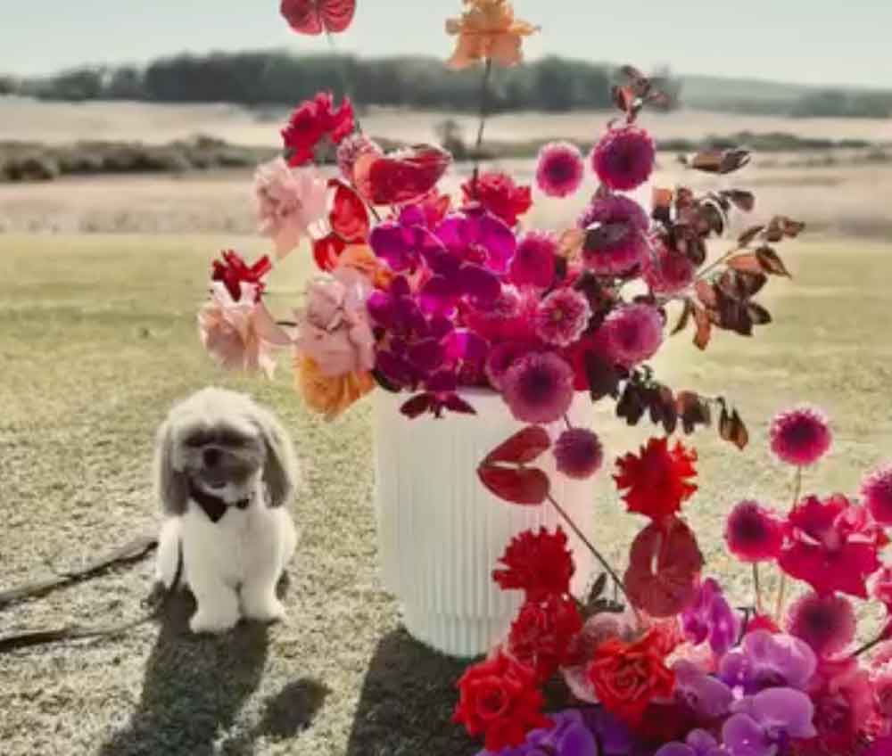 Gypsea Tails - wedding dog sitter Margaret River