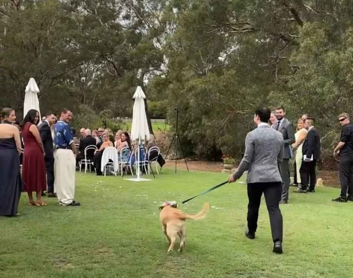 Tiny Guests & Tails - wedding dog sitter Perth