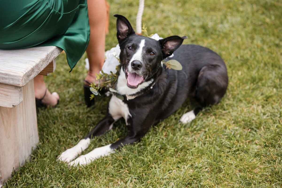 Sit Stay Play - wedding dog sitter Campbelltown