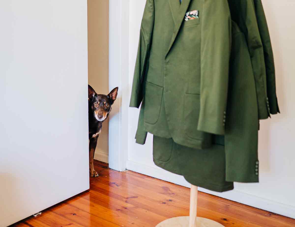 ABT+ - wedding day dog chaperone Adelaide