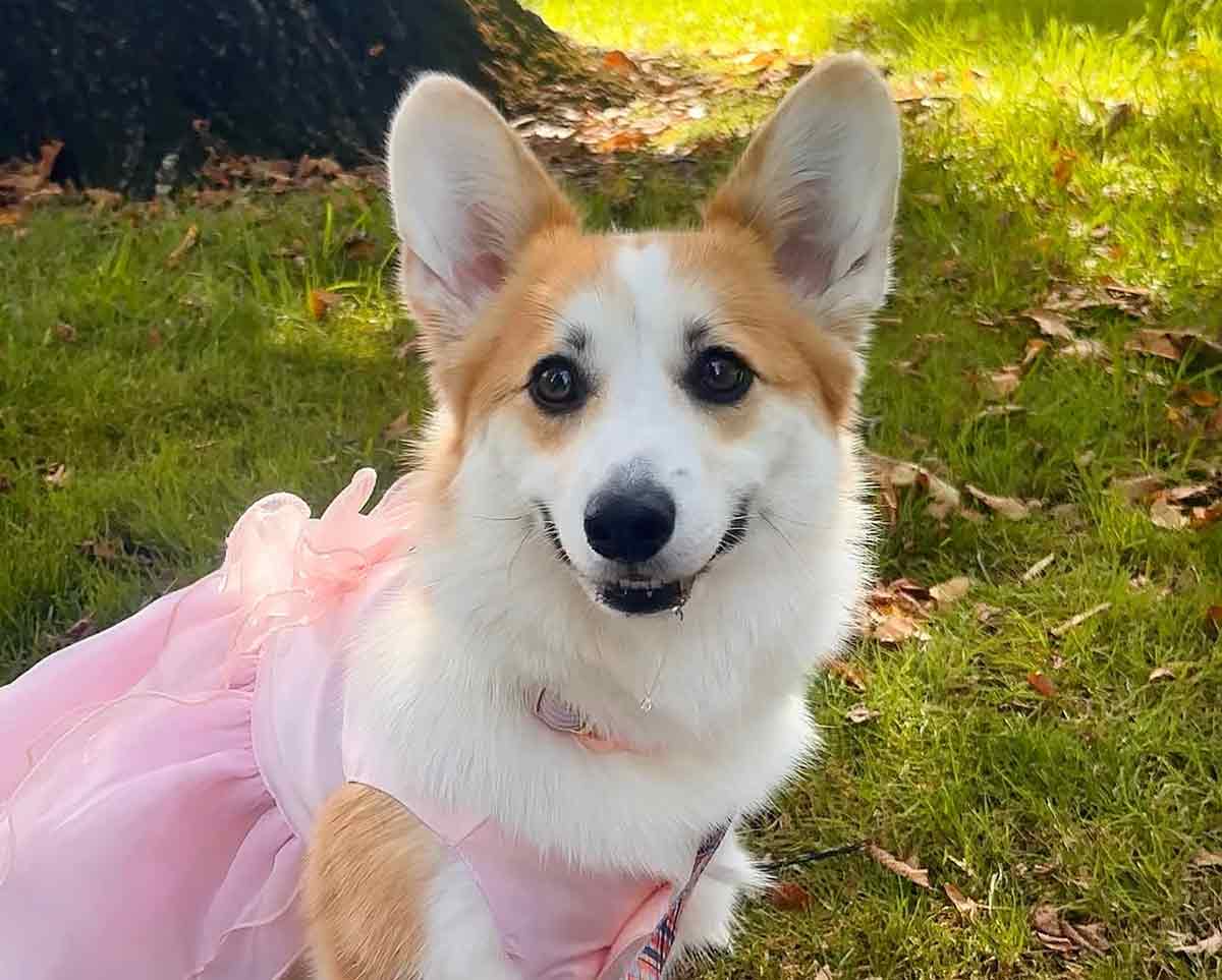 Mrs Barker's Pet Services - wedding day dog chaperone Melbourne