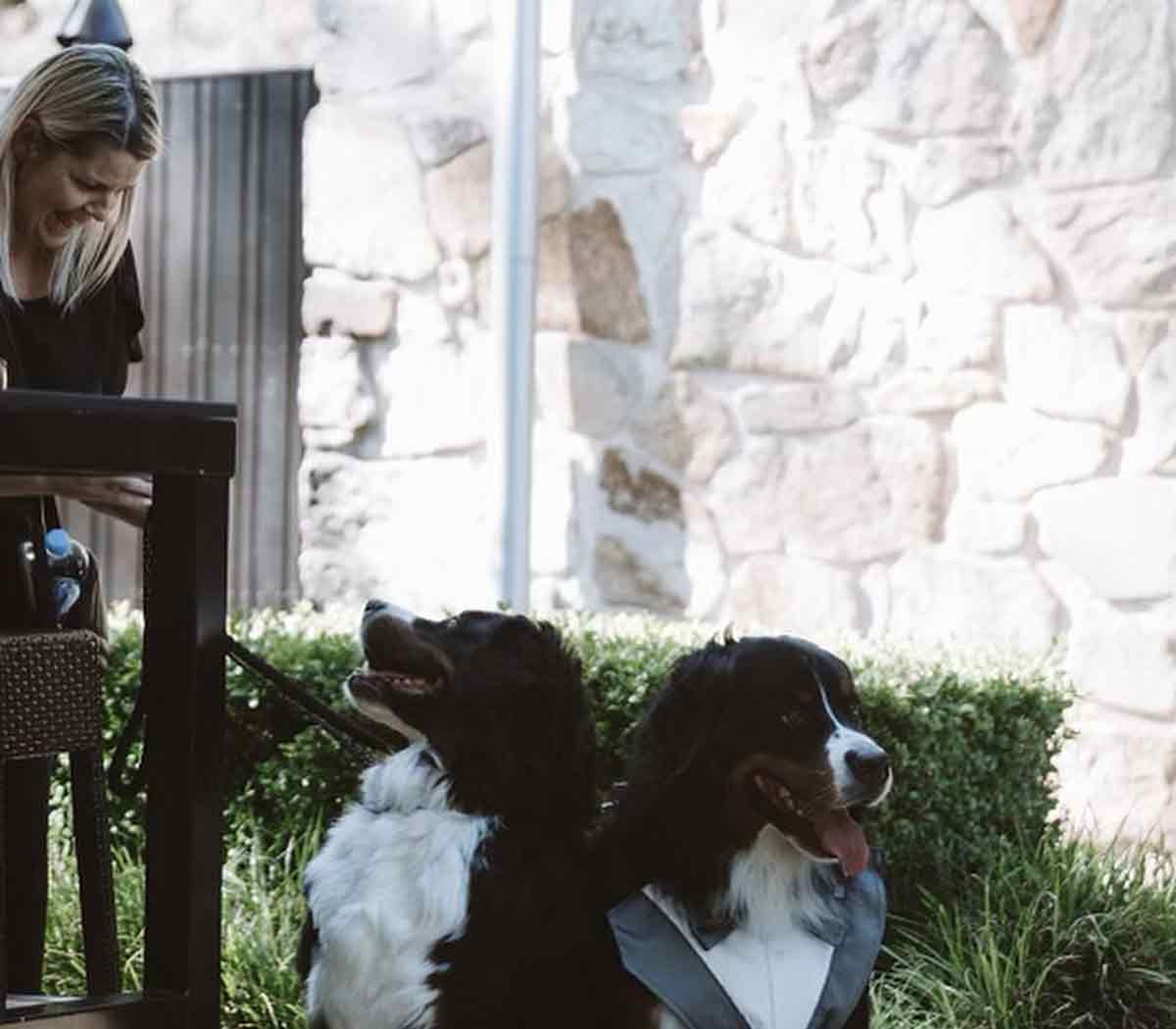 4Paws Pet Sitting - wedding day dog attendant Adelaide