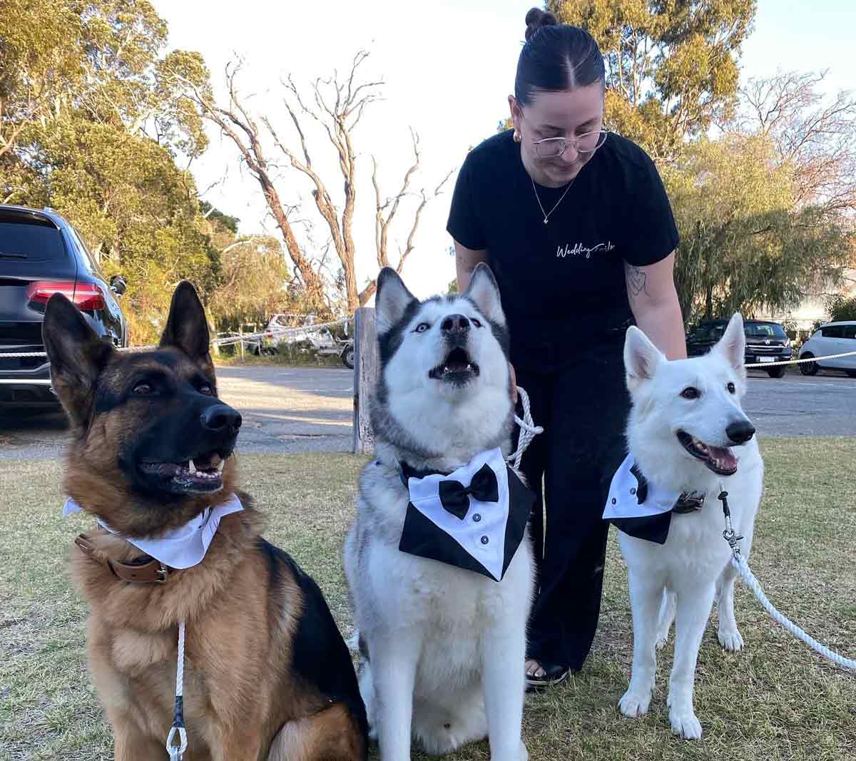 Wedding Tails WA	- wedding dog chaperone Perth