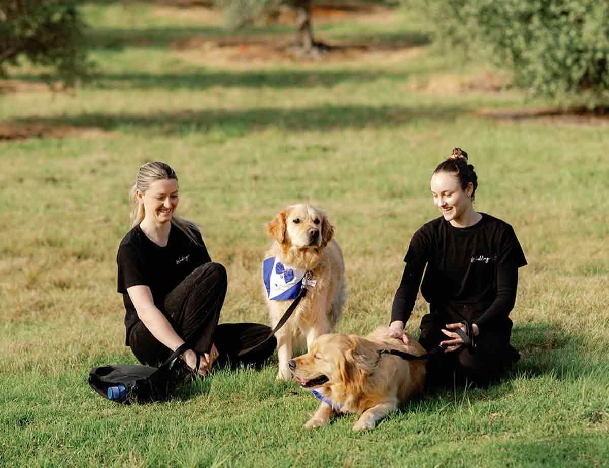 Wedding Tails WA	- wedding dog chaperone Perth