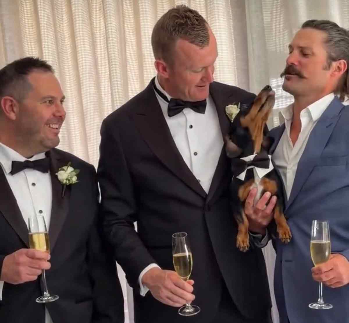 Wedding Woofs - wedding day dog chaperone Perth