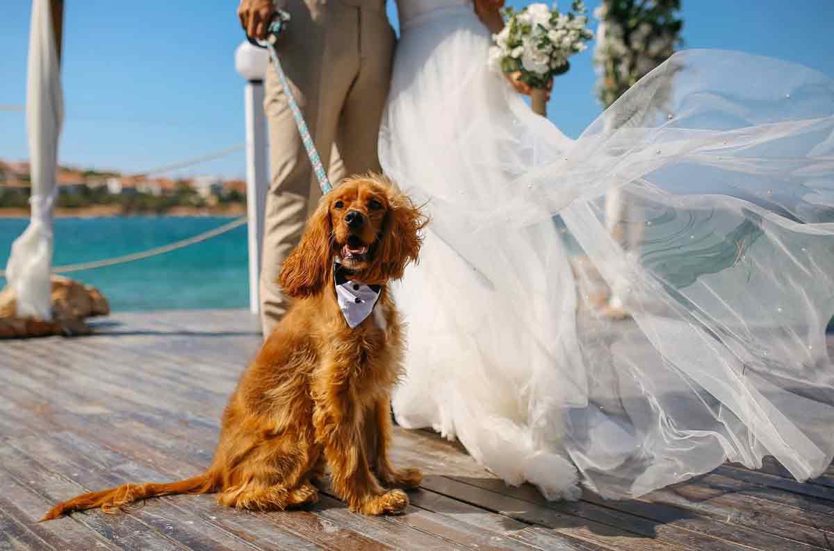 Wedding Woofs - wedding day dog chaperone Perth