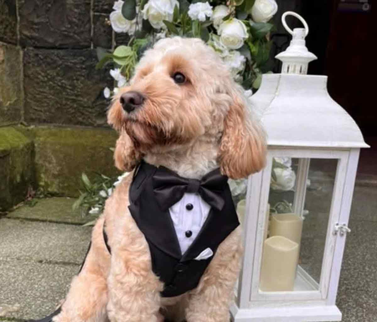Pawsatively Yours - wedding day dog chaperone Rockhampton