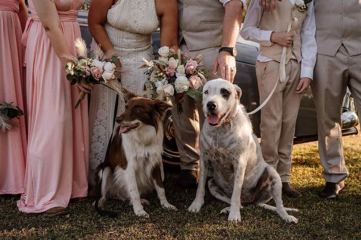 Paws, Claws & More - wedding dog sitter Darwin