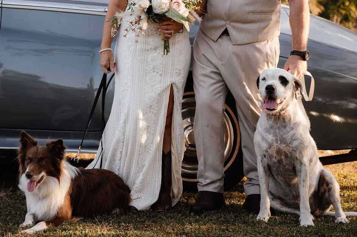 Paws, Claws & More - wedding dog sitter Darwin