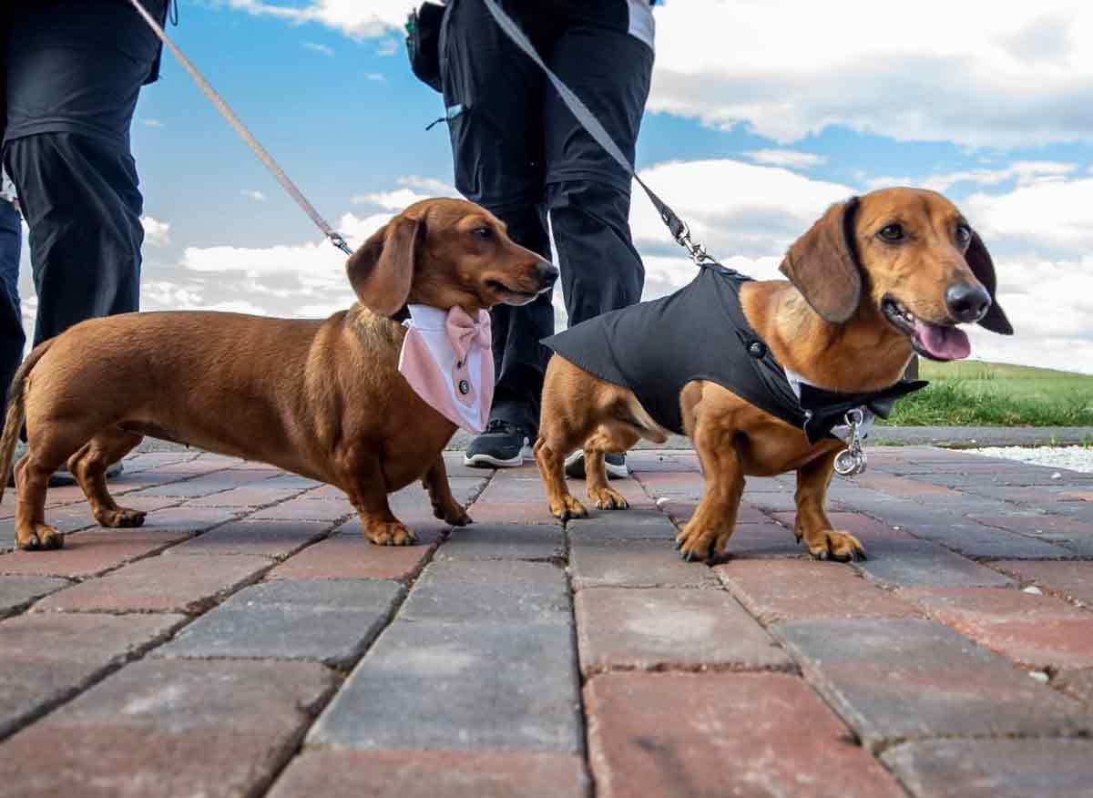 Taylored Celebrations - dog-friendly wedding Canberra