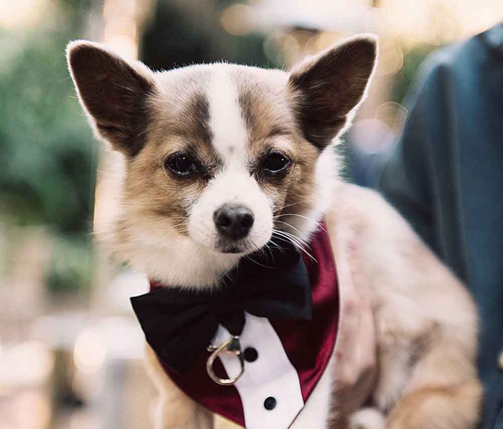 Wild Canary Bistro - dog-friendly wedding venue Brisbane