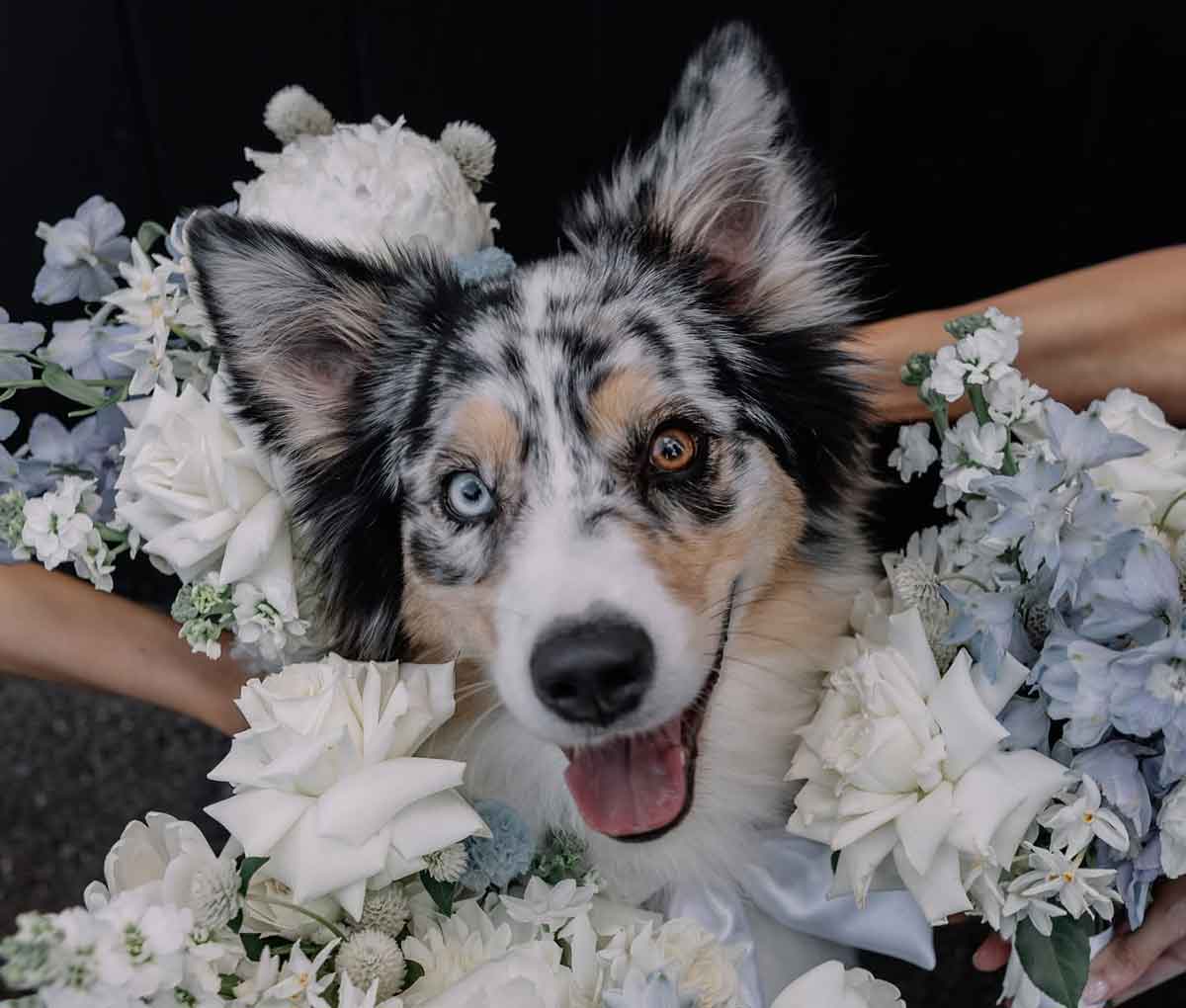 The Refinery - dog-friendly wedding venue Brisbane