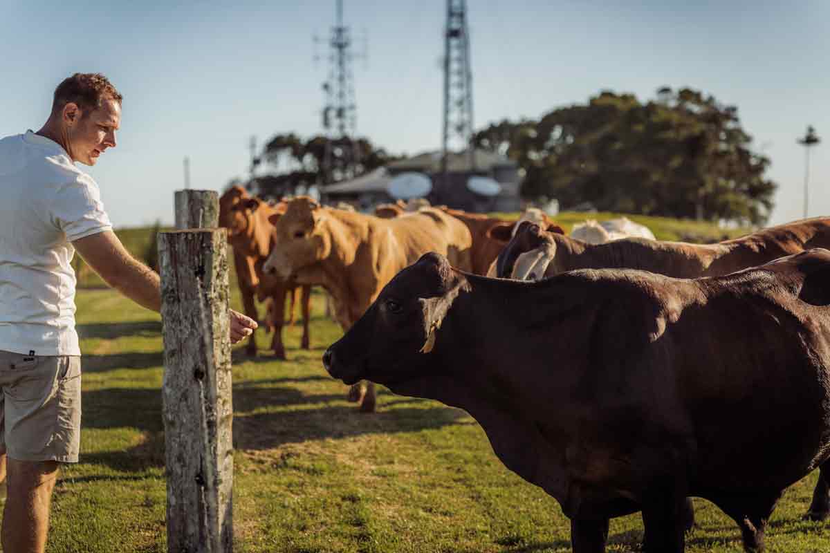 Petrichor Estate - dog-friendly wedding venue Sunshine Coast