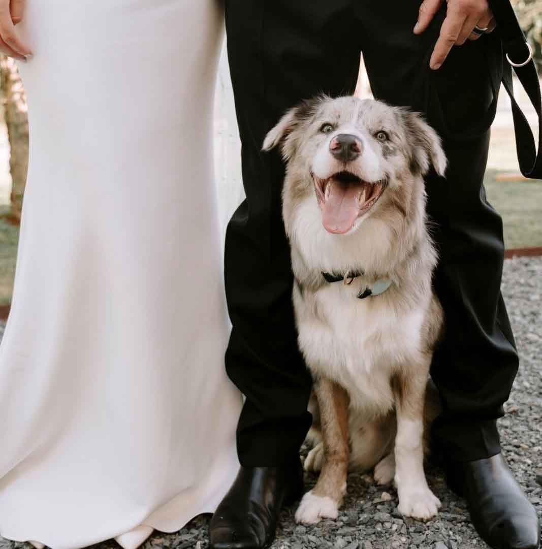 Happy Hounds - Brisbane & Gold Coast pet wedding attendant