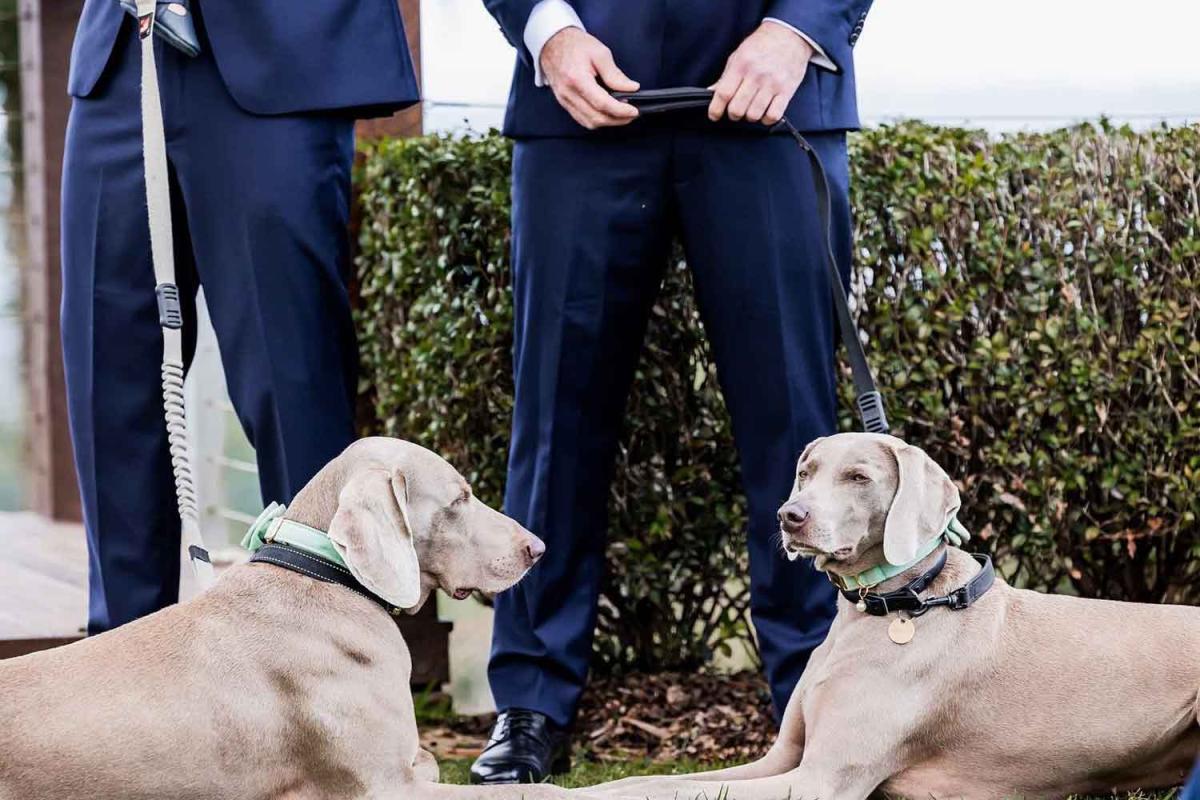 Nicole Laufer Photography - Sunshine Coast dog-friendly wedding photographer