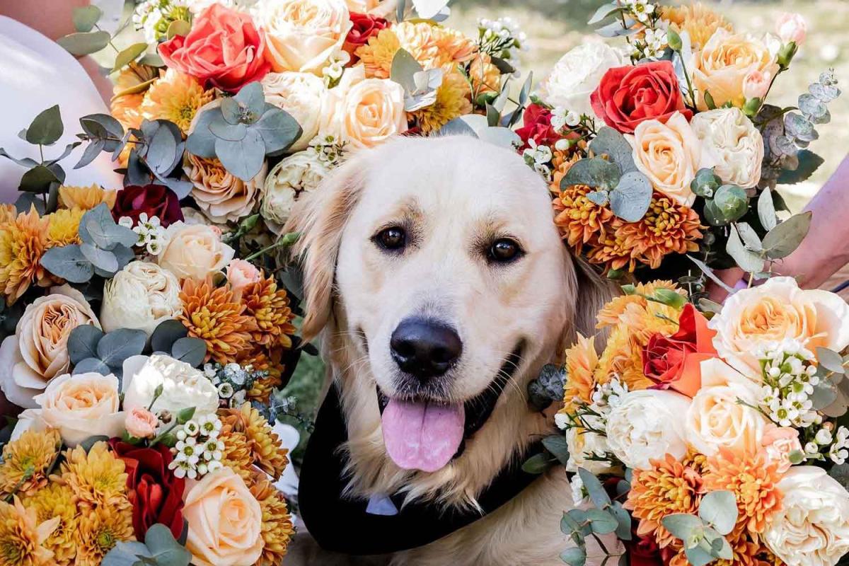 Nicole Laufer Photography - Sunshine Coast dog-friendly wedding photographer