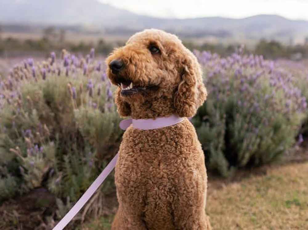 Whaggy Whiskers - Gold Coast dog wedding attendant