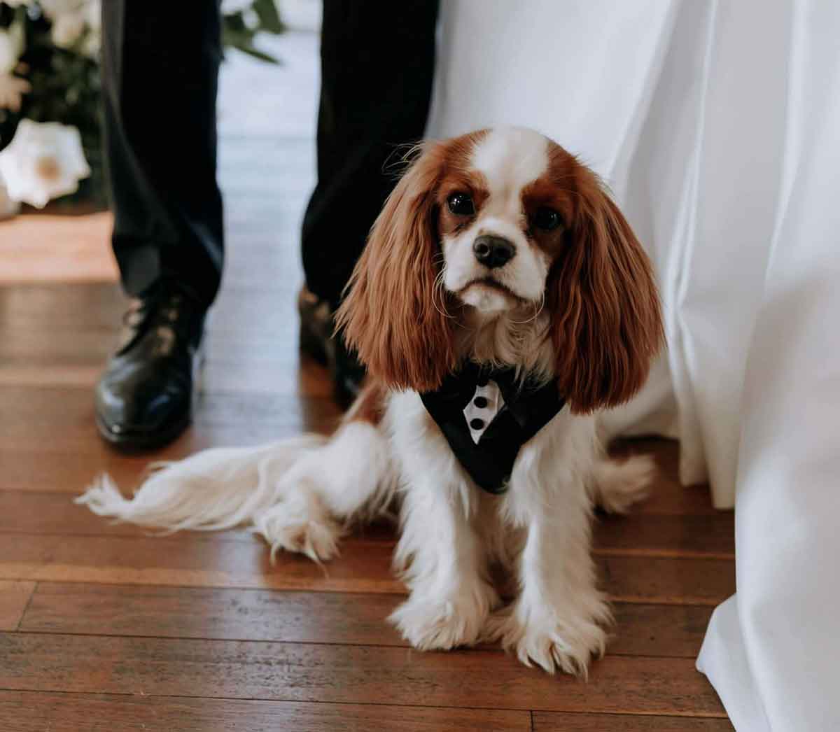 Whaggy Whiskers - Gold Coast dog wedding attendant