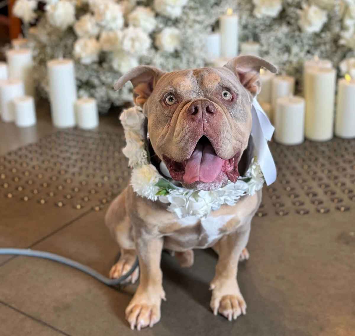 Whaggy Whiskers - Gold Coast dog wedding attendant