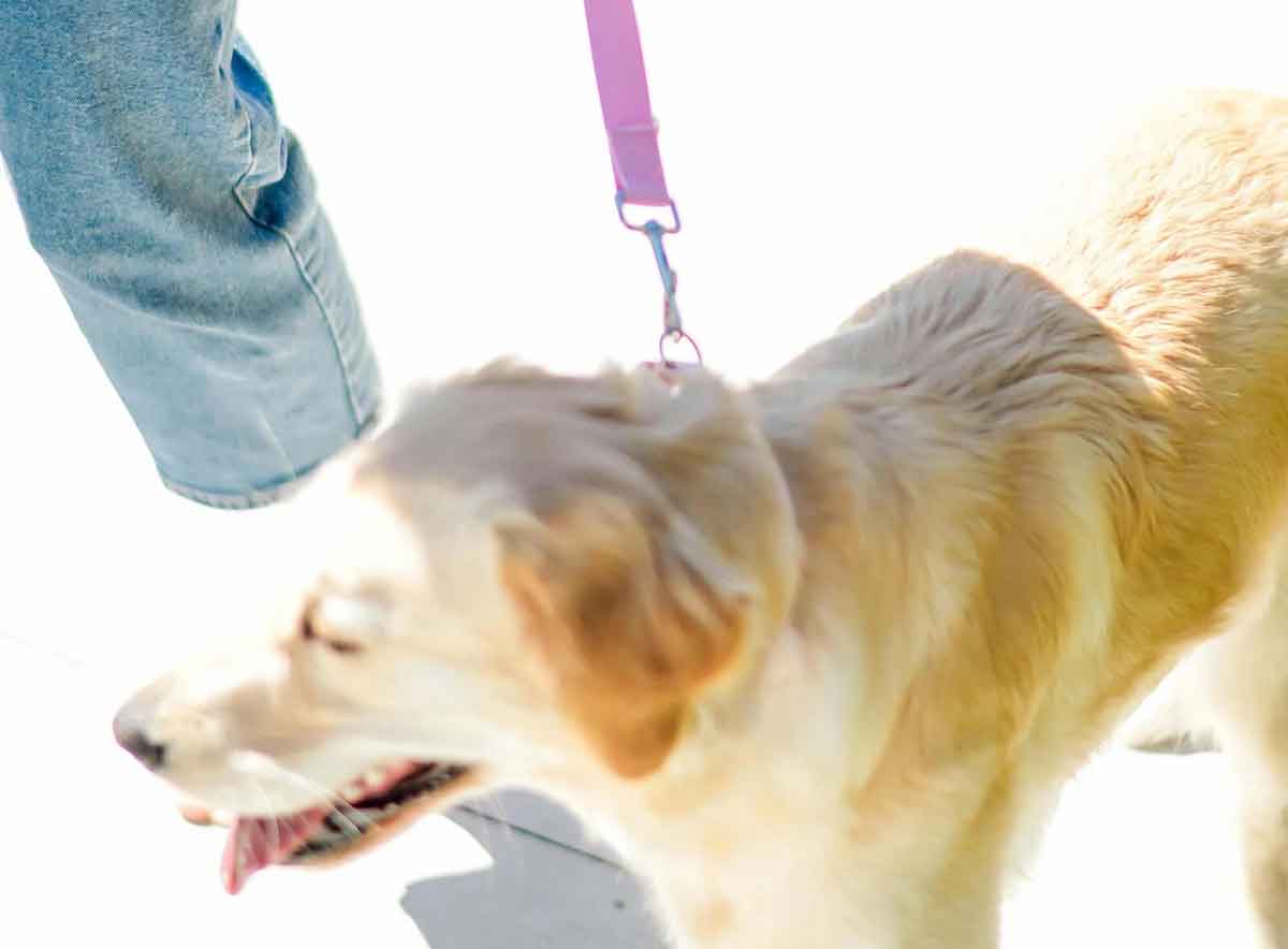 Whaggy Whiskers - Gold Coast dog wedding attendant