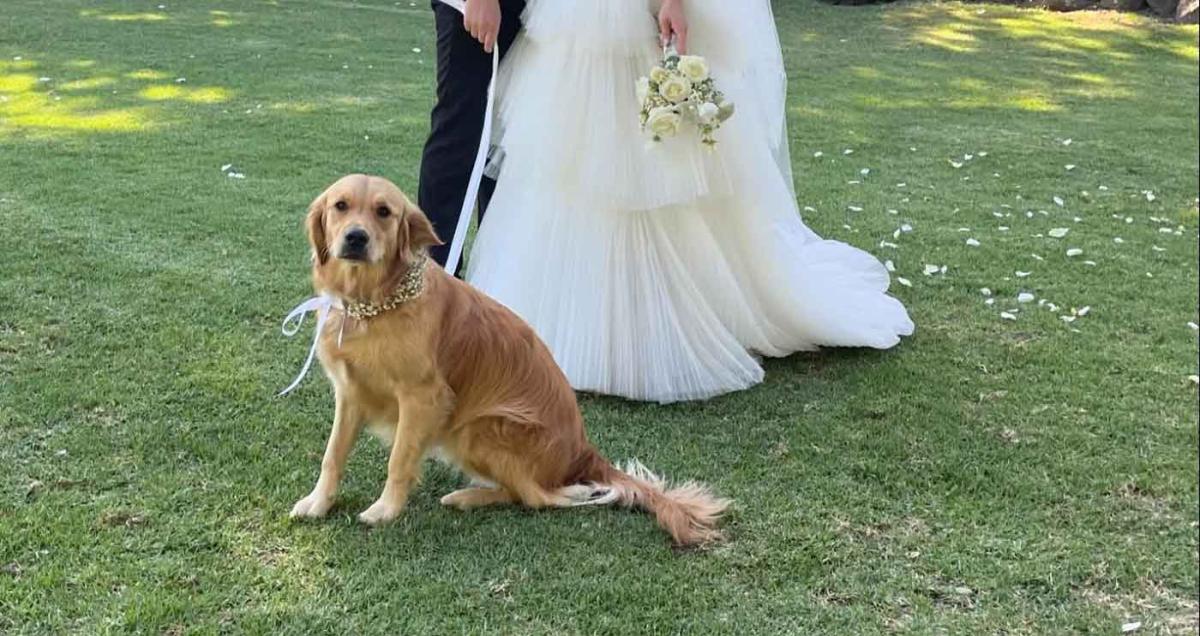 Show Fur Around - Geelong wedding day dog chaperone